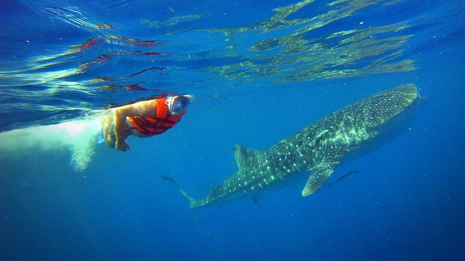 Bloger podróżniczy pływa z rekinami.