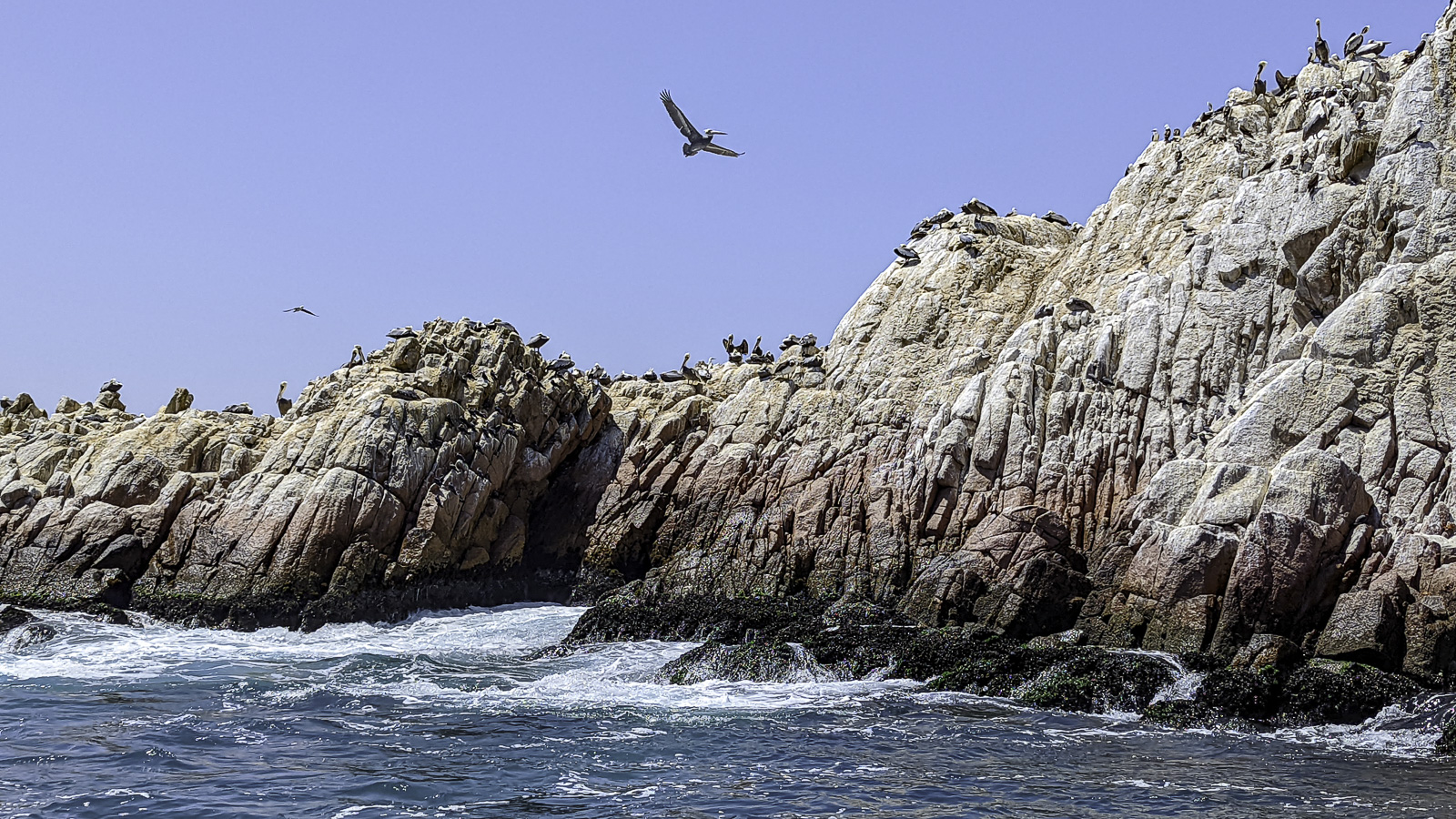 LWY, PINGWINY I PO PIASKU SURFOWANIE