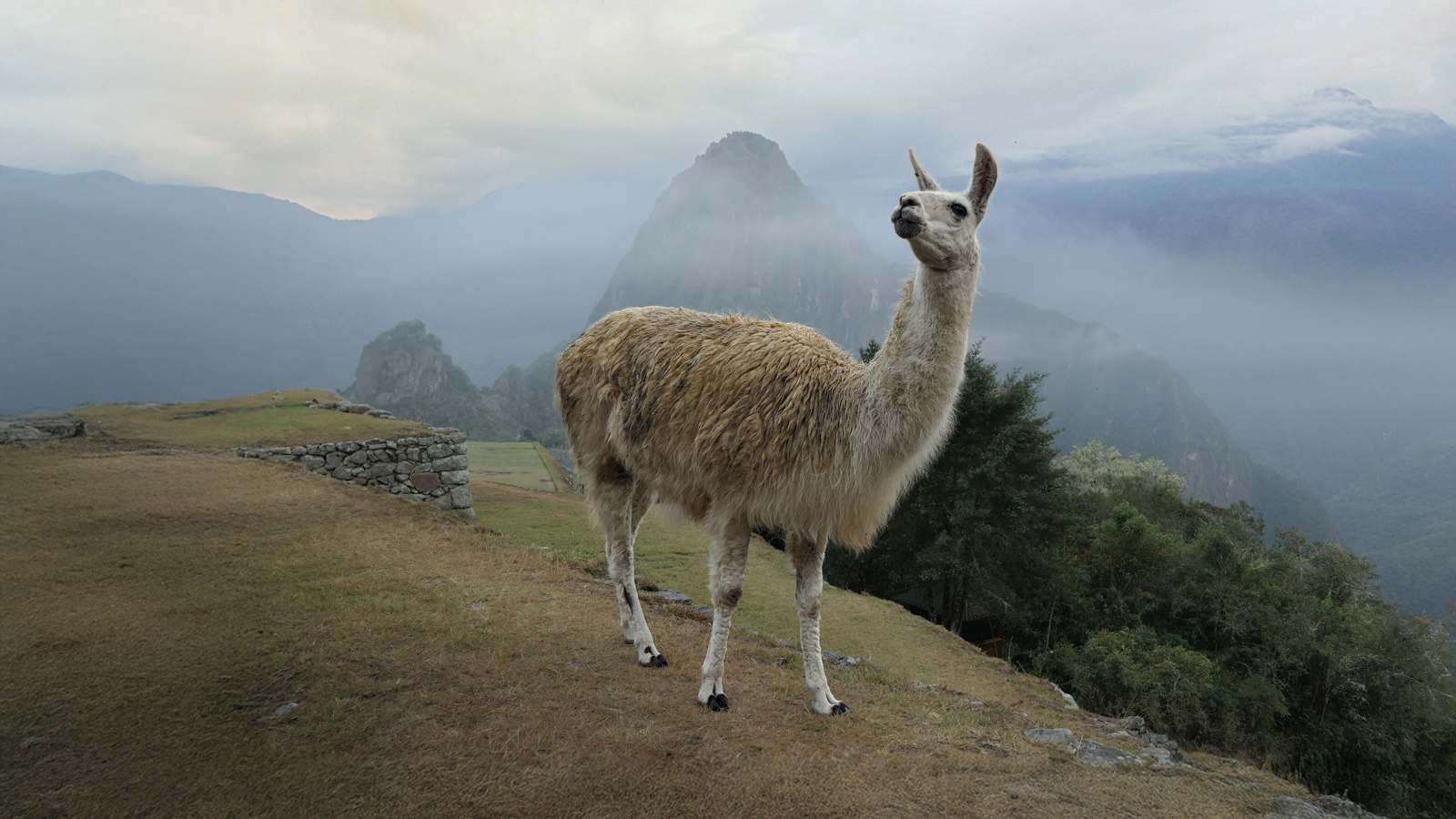 Lama pasąca się w Machu Picchu